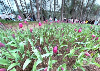 美丽新乡村 | 走进林下“花花世界”，体验乡村版“安徒生童话”的纸制品魅力